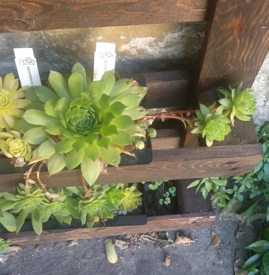 Sempervivum montanum.jpeg